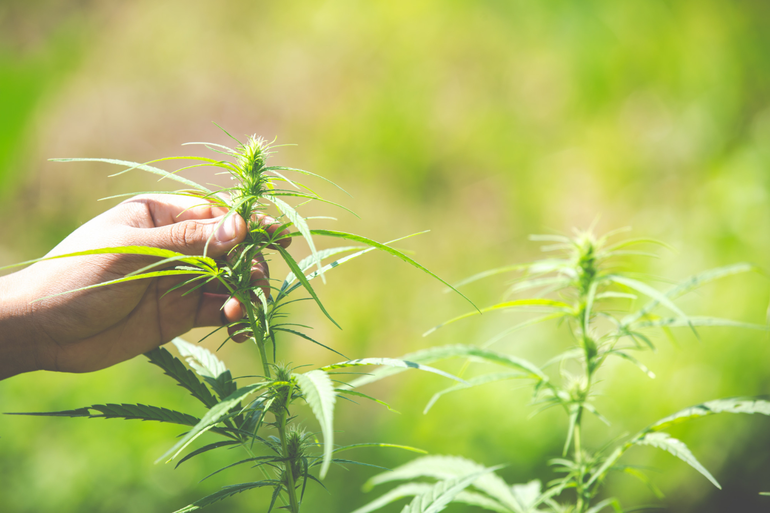 marijuana-leaves-cannabis-beautiful-background
