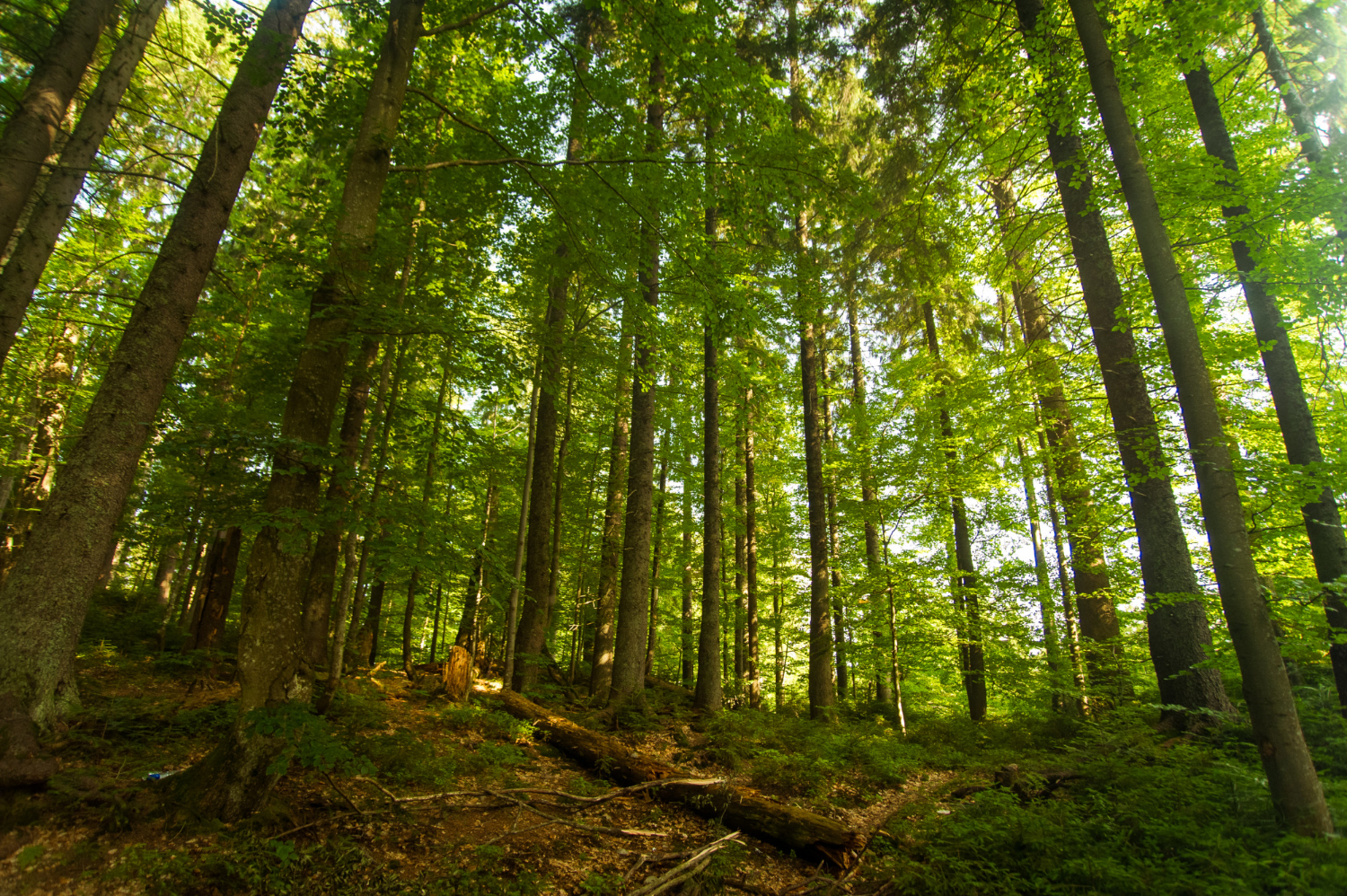 beautiful-pine-trees-mountains