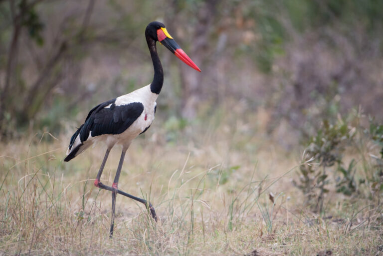 cute-saddle-billed-stork-walking-grassy-field-with-blurred-background
