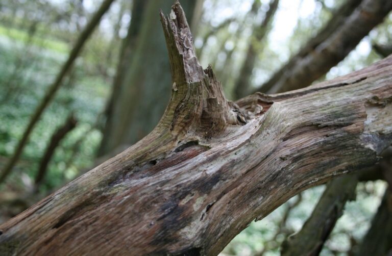 Tragiczne wydarzenie na tarnowskim placu zabaw: konar drzewa runął na dziewczynkę