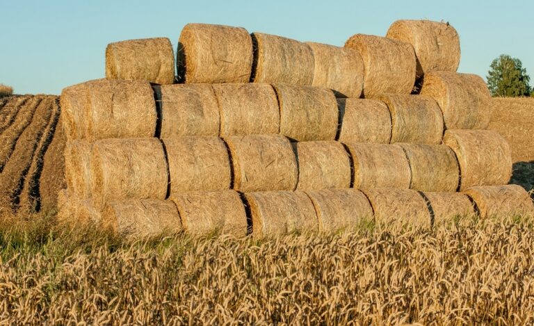 Dożynki gminy Tarnów – nadchodzące święto plonów