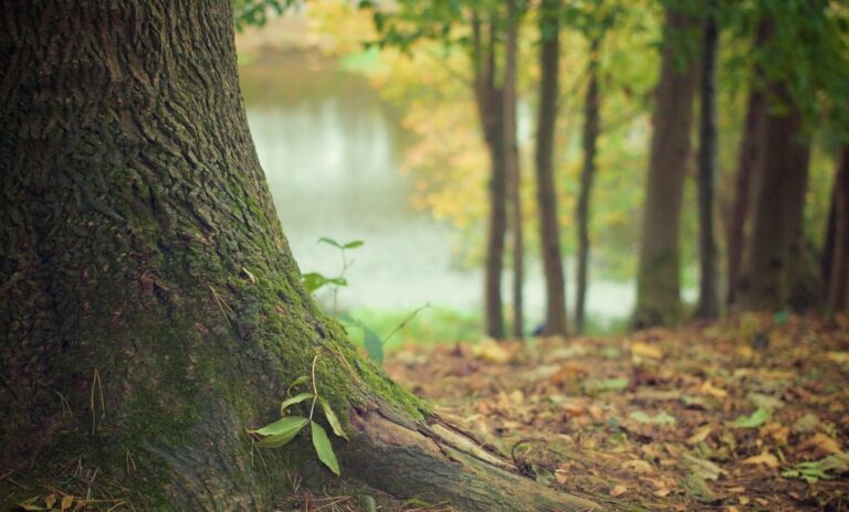 Niebezpieczny incydent w Parku Strzeleckim: rozpoczęto przegląd wszystkich drzew w mieście