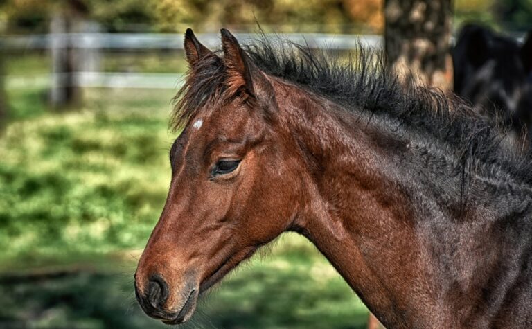 Podziwiaj majestat arabskich koni podczas dożynek w Zbylitowskiej Górze