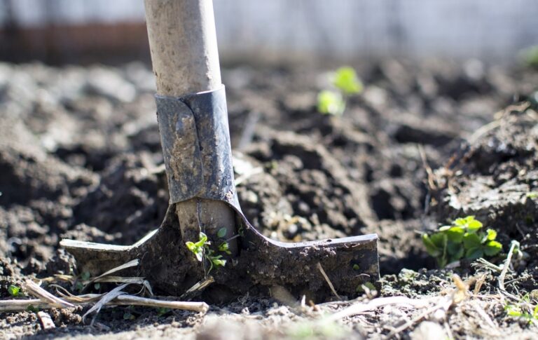 Jesienna odsłona Tarnowskiego Miejskiego Dnia Ogrodnika zaprasza miłośników zieleni