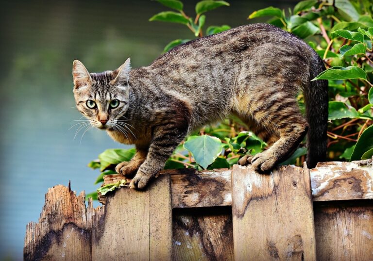 O mały włos od tragedii: ciężarówka staranowała ogrodzenie kościoła w Łętowicach