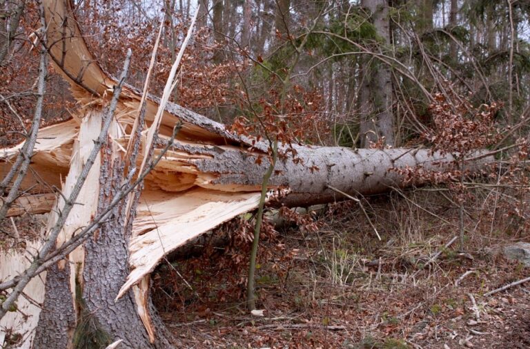 Wypadek drogowy na trasie 977 w Siedliskach: samochód uderzył w drzewo