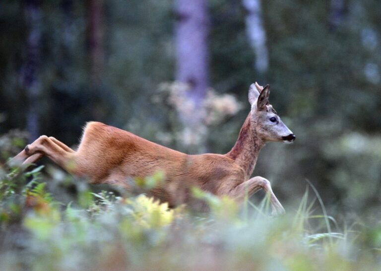 Podwójny wypadek drogowy w Rzuchowej: Kierowca potrącił sarnę, a następnie sam został potrącony