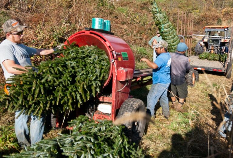 Aktywny sezon nabycia żywych choinek w Tarnowie. Ceny utrzymują się na podobnym poziomie jak w ubiegłym roku