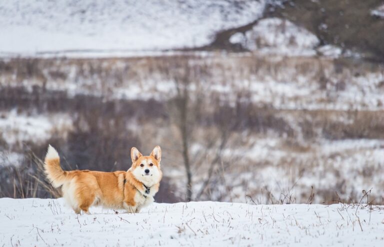"Operacja Zima" w Tarnowskim Schronisku dla Zwierząt: Ponad sześćdziesiąt psów otrzymało schronienie