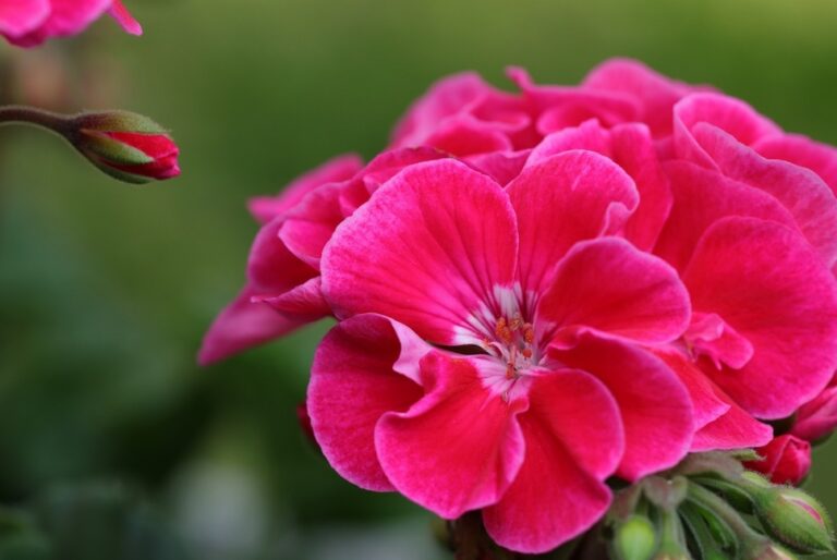 Tarnów przygotowuje się do wiosennego kwitnienia: 30 tysięcy kwiatów ozdobi miasto