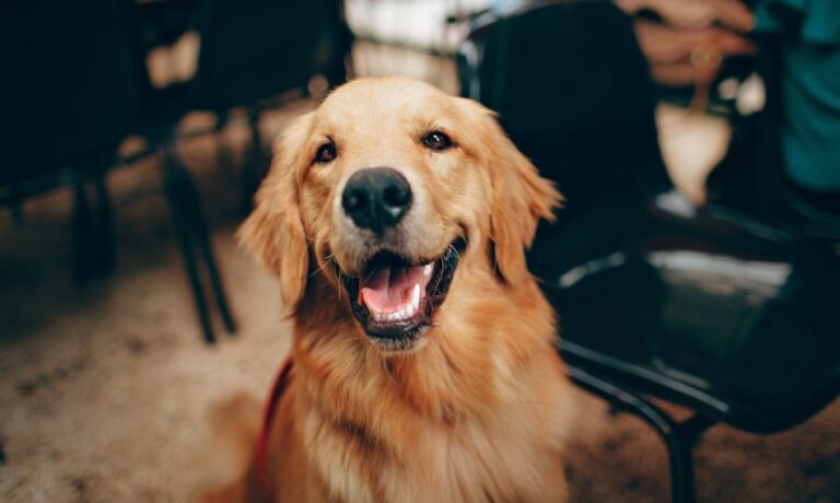 Podsumowanie bezpłatnej akcji znakowania i sterylizacji zwierząt w Tarnowie – ostatnie dni na zgłoszenia