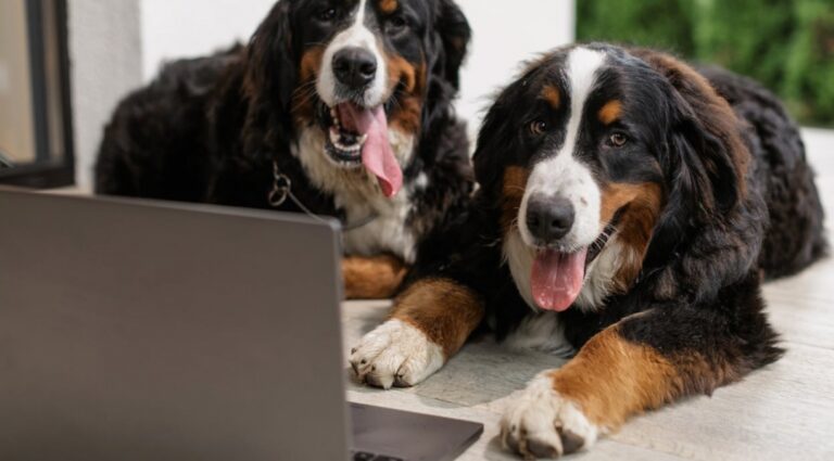 Coroczny Zjazd Berneńczyków w Tarnowie: Tradycyjna parada psów pasterskich