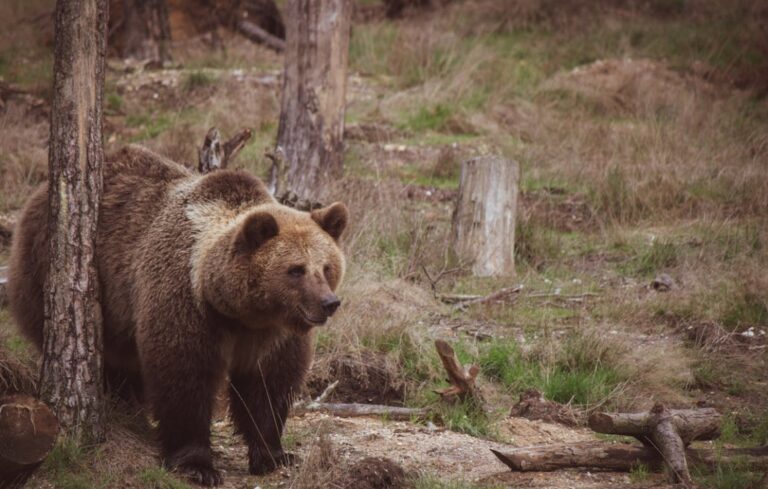 Myśliwi tarnowscy odkrywają obecność niedźwiedzia brunatnego w regionie na zdjęciach z fotopułapek