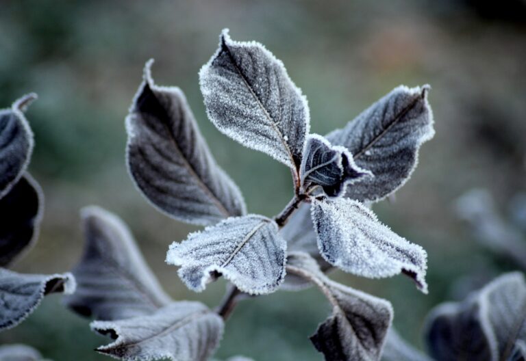 Prognoza pogody: Przymrozki nocą mogą dotknąć Małopolskę