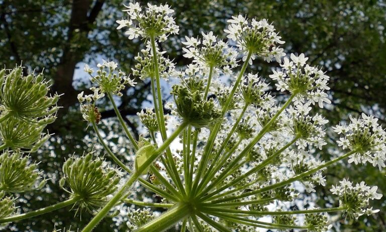 Alarmujące doniesienia z Tarnowa – groźna roślina Barszcz Sosnowskiego zagraża mieszkańcom