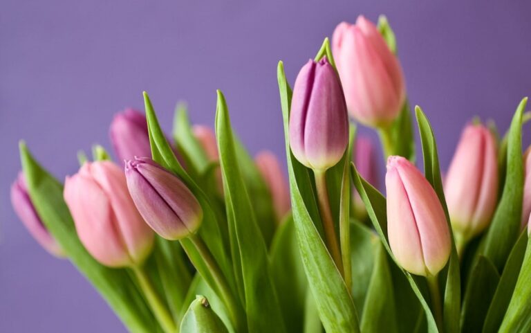 Podsumowanie drugiej edycji charytatywnej akcji "Tulipany" organizowanej przez Fundację Kromka Chleba