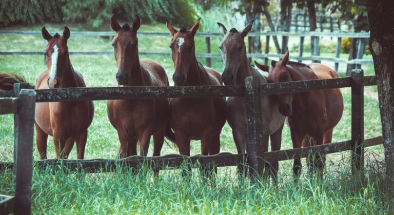 Święto Konia Małopolskiego i XVII Regionalny Czempionat Hodowlany zapraszają miłośników koni