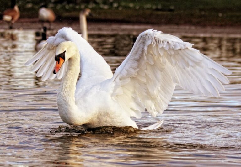 Problem rannej strażnicy królewskich ptaków – łabędzia uwięzionego w tarnowskim parku Piaskówka